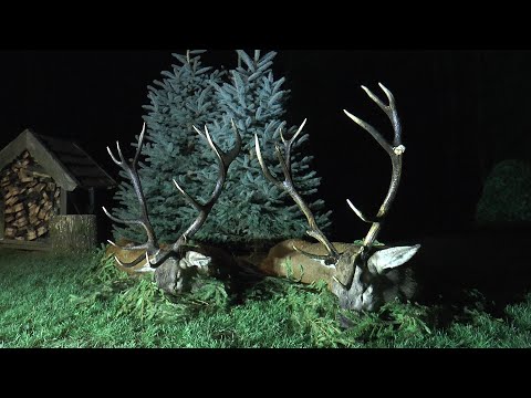 Erlegung eines alten Recken - Hirschbrunft in der Johannisburger Heide