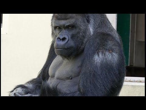 Not Talking About McNasty's Band