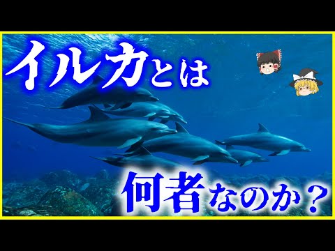 Nuvola アプリ gaim.png