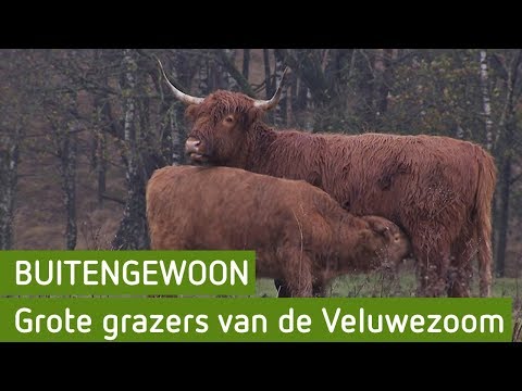 Grote grazers van de Veluwezoom | BuitenGewoon 1 januari 2019