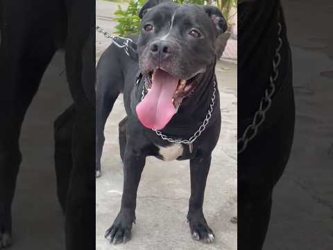Cuteness Meets Wildness 💥 | Danny is дикая львица 🐶 #DogShorts #pitbull