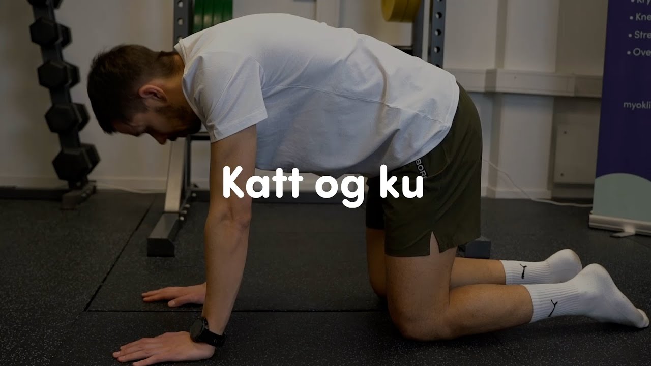 Katt og ku