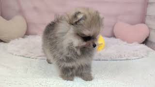 ポメラニアンの動画01