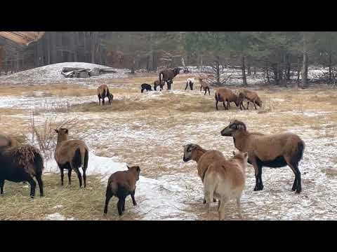 Lamb Gangs - they rule the place