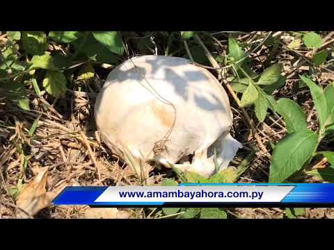 Hallan restos óseos humanos en Zanja Pyta: Habría sido atacado por un “jaguarete”