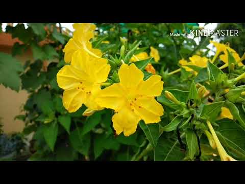 Sandhya Maloti/ Mirabilis Jalapa in my garden