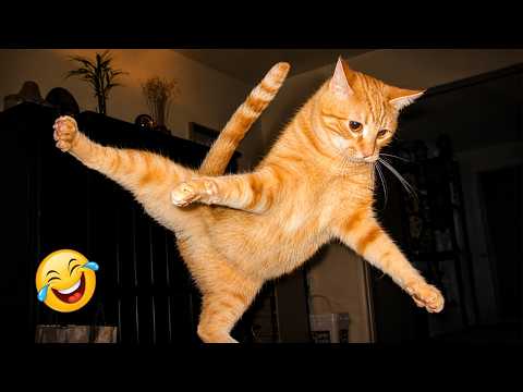 These CATS Are Too FUNNY To Handle 😹🙀 | Funny Cat Videos 2026