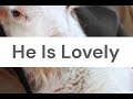 He Is Lovely | Bob Fitts (lyric video)