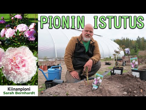 Pionin taimen istutus - Esimerkkinä tavallinen 'Sarah Bernhardt'