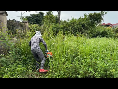 The Cafe Guy's Dream: Step by Step Cleaning Up the Garden Overgrown with Weeds