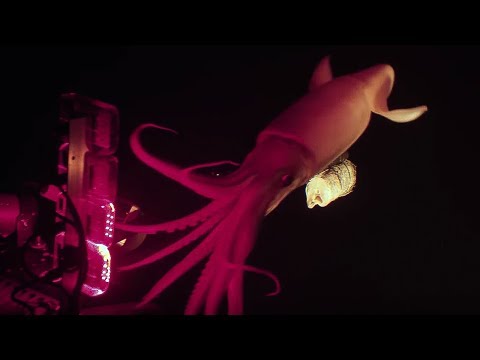 Jumbo squid caught on camera for Blue Planet II | Our Blue Planet | BBC Earth Explore