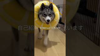 #サモスキーのはまち #犬 #犬のいる暮らし #子犬 #いぬ #犬のいる生活 #犬との暮らし #犬動画 #いぬのきもち #いぬのいる生活 #いぬのいる暮らし #ハスキー #サモエド #可愛い