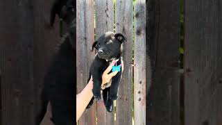 Video preview image #1 Mutt Puppy For Sale in Corona, CA, USA