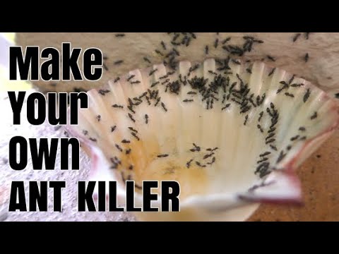 How To Make Homemade ANT KILLER