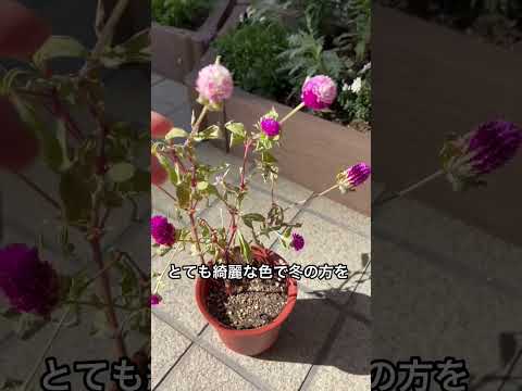 牡丹の栽培 – 花の女王を庭に取り入れる方法  庭園