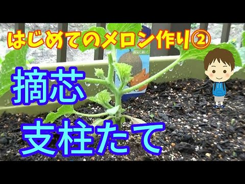 園芸 メバチトウダイグサ、メロントウダイグサ