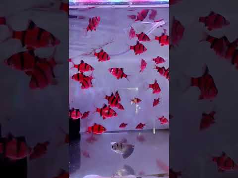 warna cetar membahana ikan hias glowfish varian ikan sumatra #ikanhias #shorts