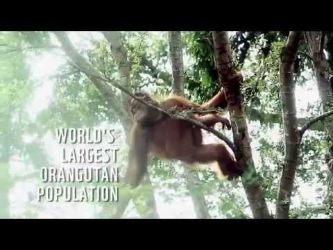 SOS Sebangau Indonesia - Earth Hour 2015