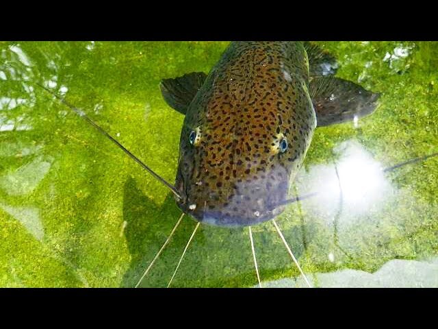 Exotic FISH FARM MONSTER Bites my Hand!