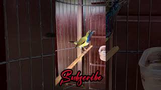 Download lagu Sogon nembak mp3