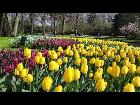 Video ze zahrady Keukenhof 2023