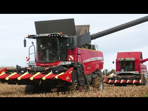 Maisdreschen 2021 XXL 🌽 Massey Ferguson Mähdrescher im Einsatz!