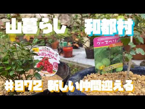 グーズベリーの保存: ヒントとレシピ 植物