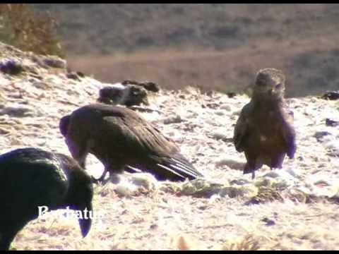 Milano negro ( Milvus migrans ) Black kite .