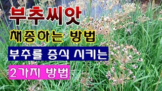 [텃밭농부 1,694]  부추씨앗을 채종하는 방법과 2가지 증식 방법 소개 #부추재배