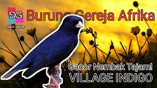 Download lagu Village Indigo Gacor - Khas Gereja Gacor Suara Keras Jernih‼️Cocok Untuk Masteran Murai Branjangan mp3