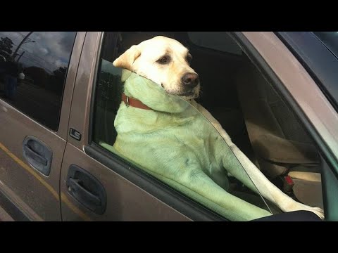 Les animaux sont les meilleurs comiques 🤣 🤪 vidéos d'animaux les plus drôles 2025