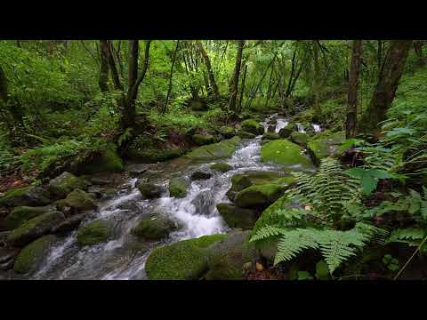 Flowing Water Sounds and Birds Chirping for Stress Relief & Sleep