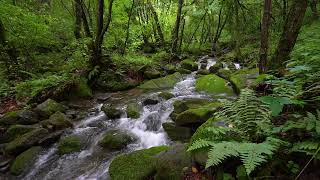 Download lagu Suara Air Mengalir dan Kicau Burung untuk Menghilangkan Stres & Tidur mp3 Download lagu Suara Air Mengalir dan Kicau Burung untuk Menghilangkan Stres & Tidur mp3