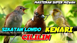 Download lagu SIKATAN LONDO - CILILIN - KENARI | KOMBINASI MASTERAN SUPER MEWAH mp3