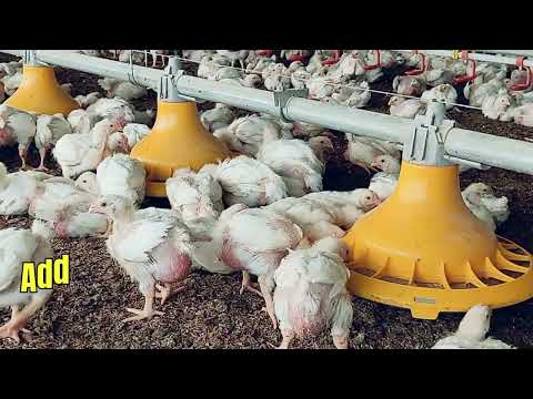 Remipro 500g poultry probiotic powder, packaging type: packe...