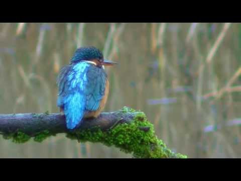 The Kingfisher and its call
