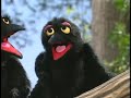 Sesame Street 1 2 3 Count With Me 1997 Full Video