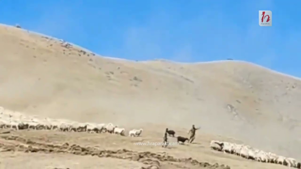 Ջերմուկի սարերից ադրբեջանցիները տարել են հայերի 6000 ոչխար