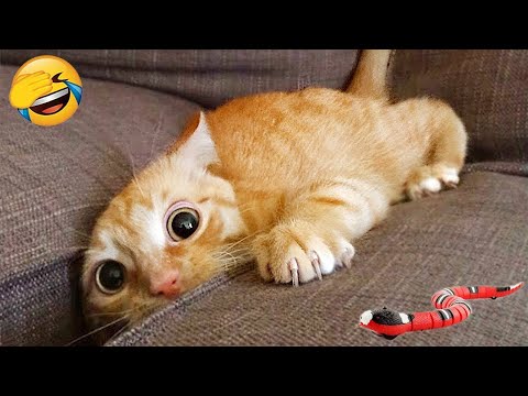 The Ultimate Compilation of Cute Animal Moments
