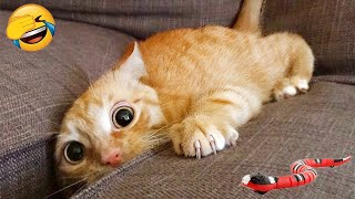 Try Not To Laugh 😍 Funniest Cats and Dogs 2024 😹🐶 Part 16