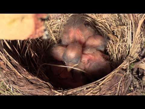 Koltrastbo2 vedstapel 5 2014 8 minuter