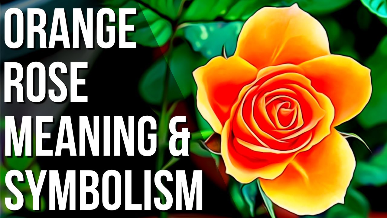 Orange Rose Meaning And Symbolism | Rose Color Meaning