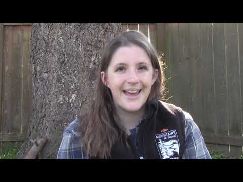 Forests and Fins: Alevin