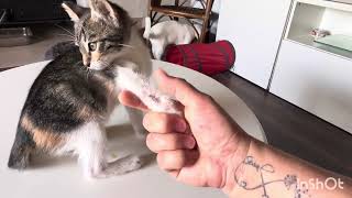 I made two cat houses, and my mother painted the doors and seats.