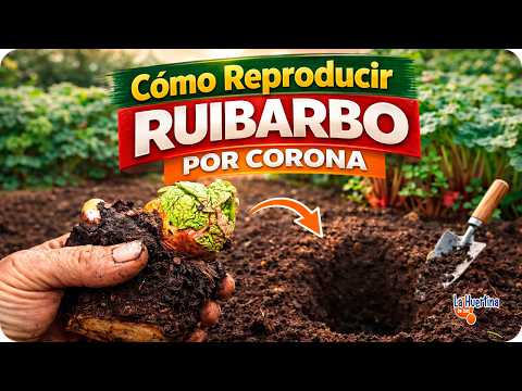 Toni's Rhubarb Division: Fast & Effective Propagation Method