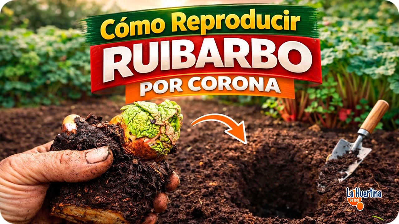Reproducir Ruibarbo por División (Método Más Rápido y Efectivo) || La Huertina De Toni