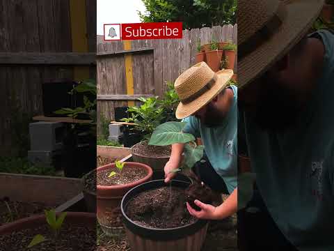 Unveiling the Beauty of Taro: A Planting Guide
