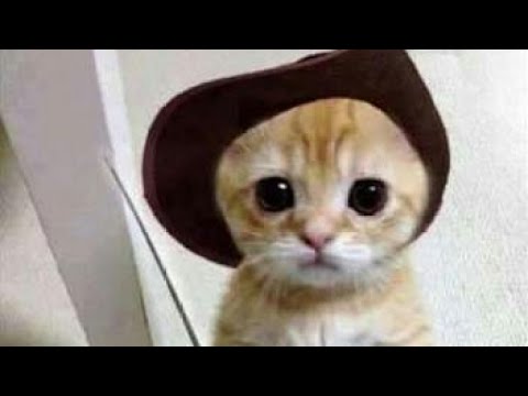बिल्ली कितनी फनी होती है यहाँ देखो | Funny Cats Compilation 2018 | Viral Video