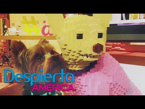 Honey se jubiló y Tobi es el nuevo perrito de la casa