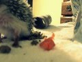 Harry The Hedgehog Eating A Carrot